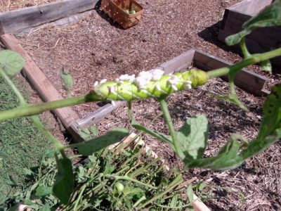 Tomato Hornworm In The Garden